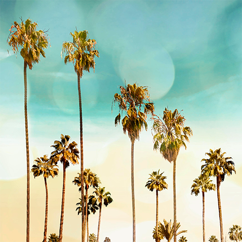 Beach Palm Trees - Shop all Floral and Botanical Posters
