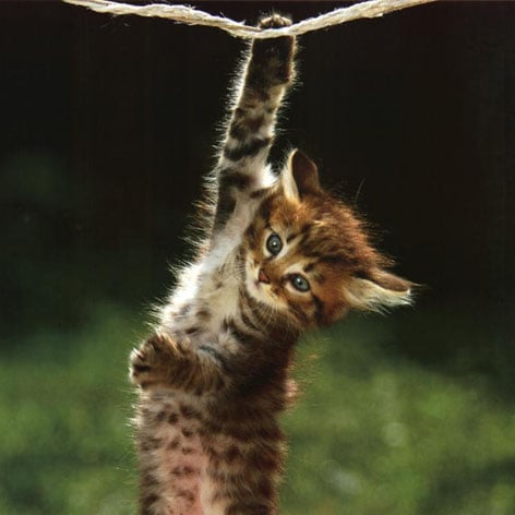 Poster Shop - Hang In There Kitten Poster - Shop Animal Posters